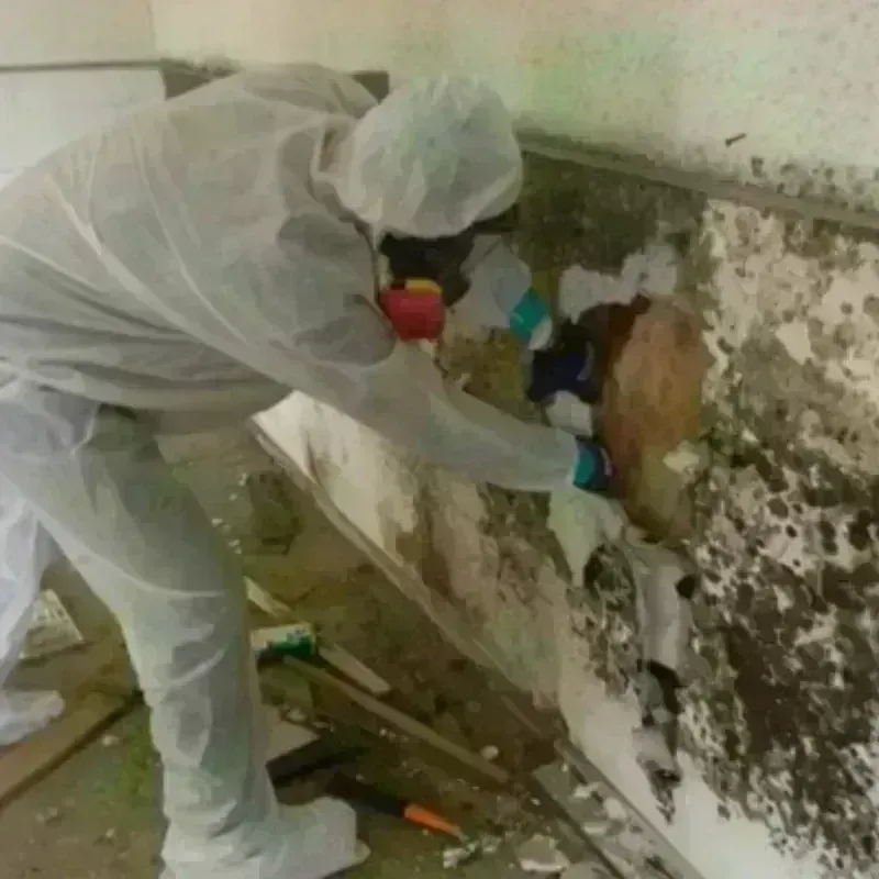 Mold Remediation and Removal in Hillsville, VA